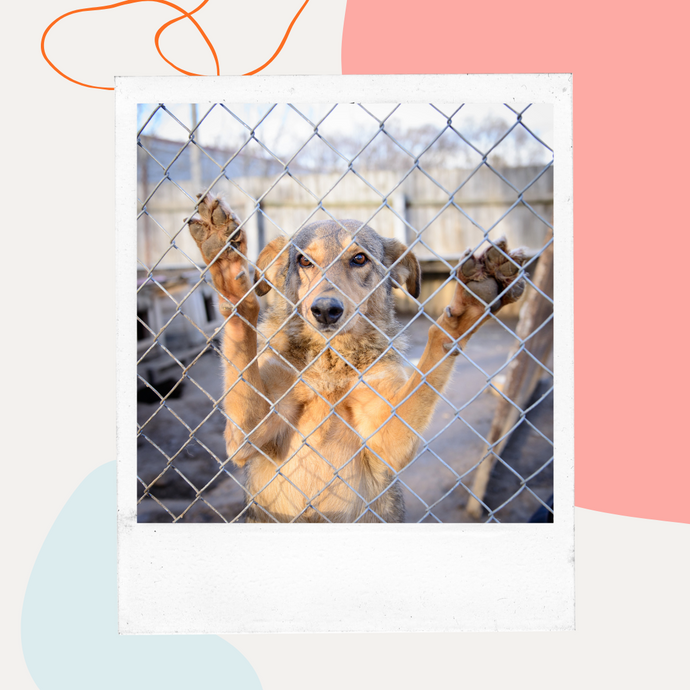 Welcome Home: A Guide for First-Time Shelter Dog Adopters