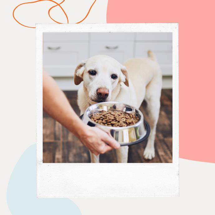 Hydrolyzed Protein vs. Plant-Based Dog Food: A Complete Guide to Managing Food Allergies